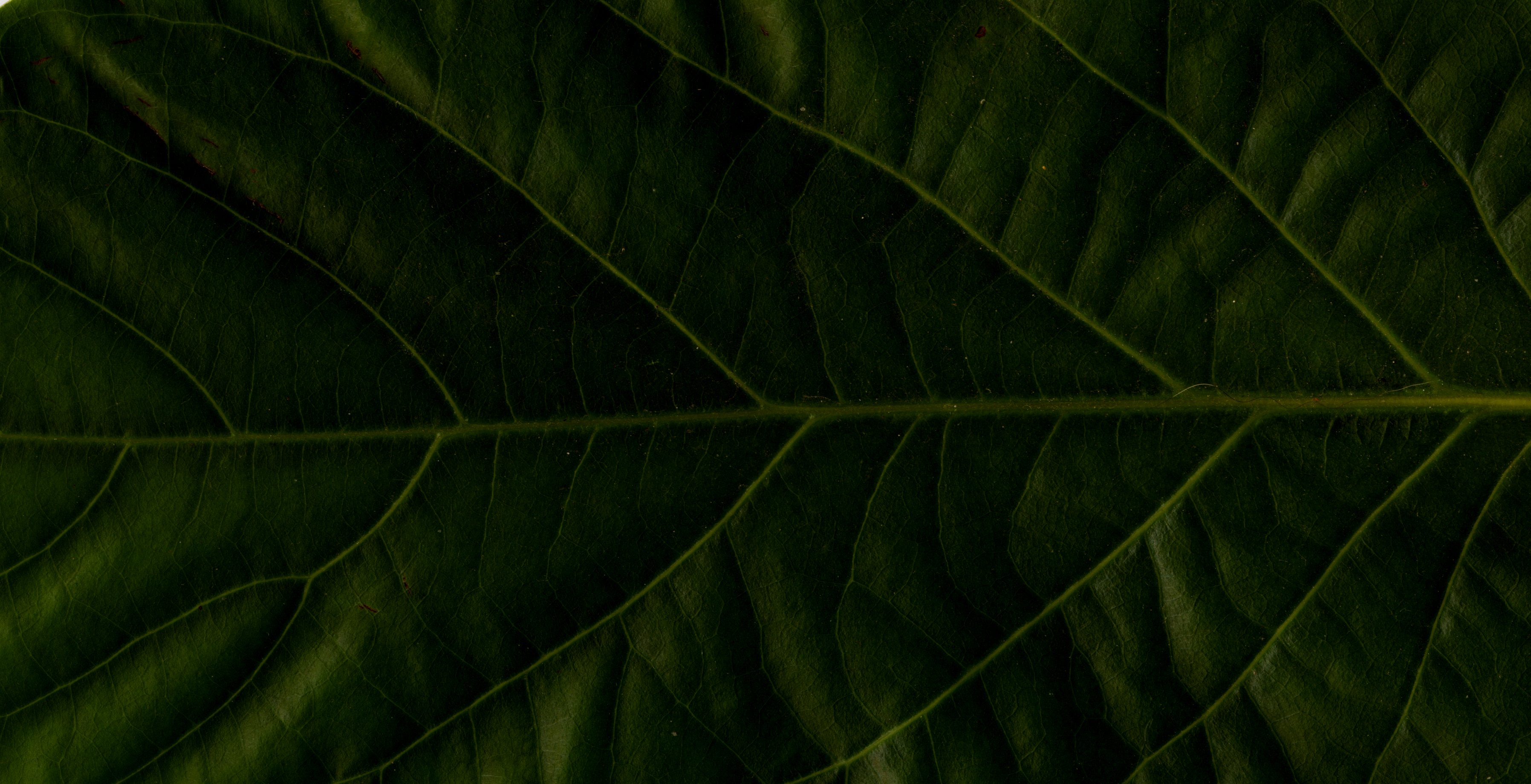 avocado-cut-l.png