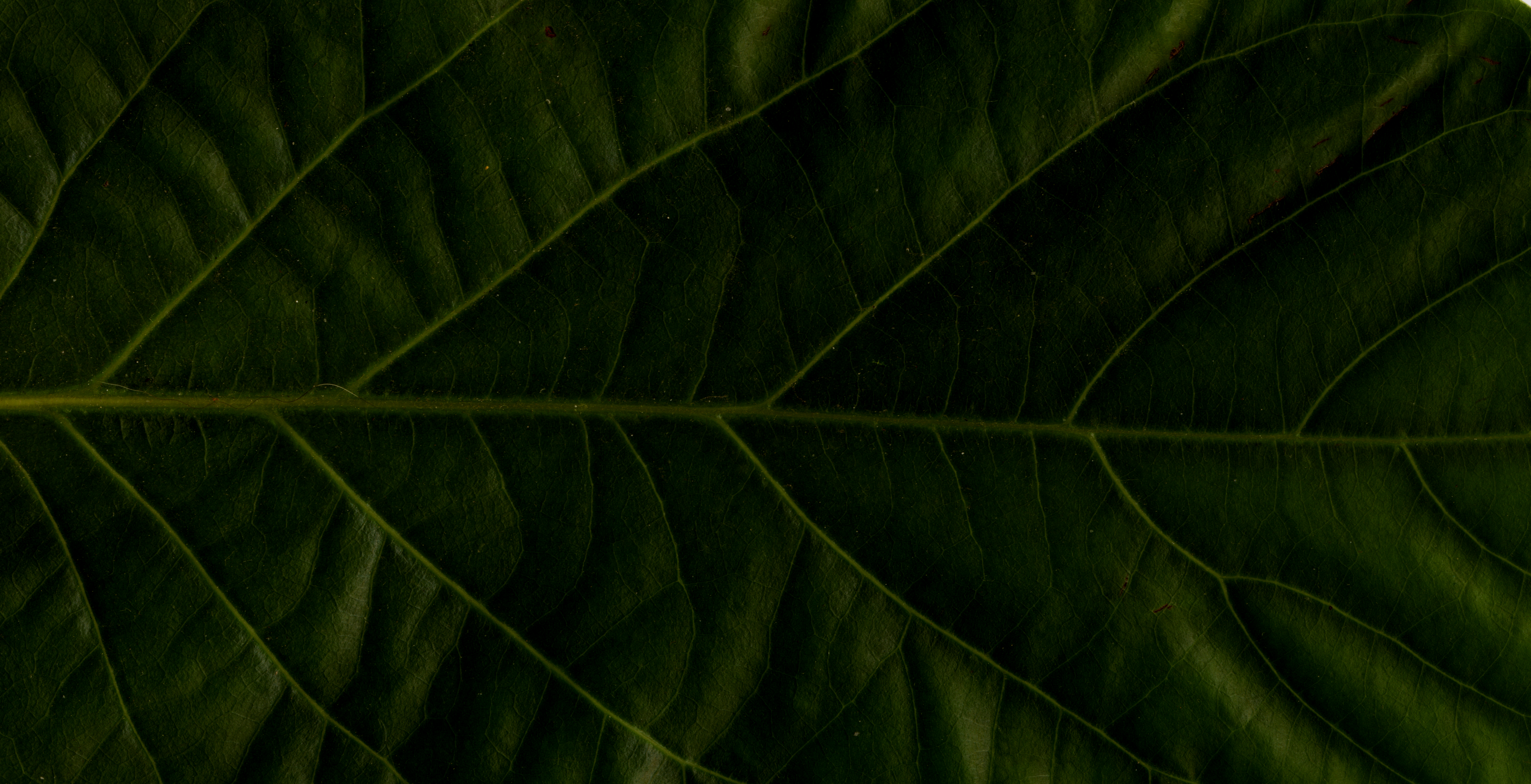 avocado-cut.png