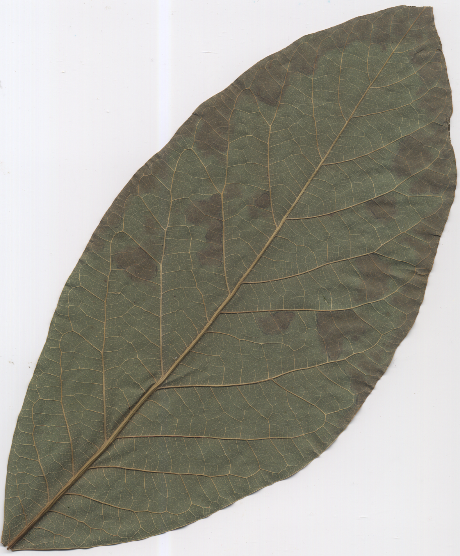 avocado-trockenes-blatt.png